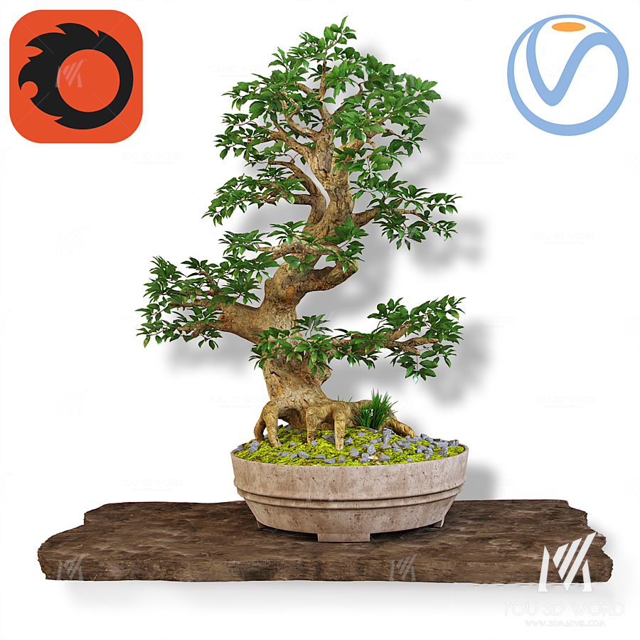 Bonsai